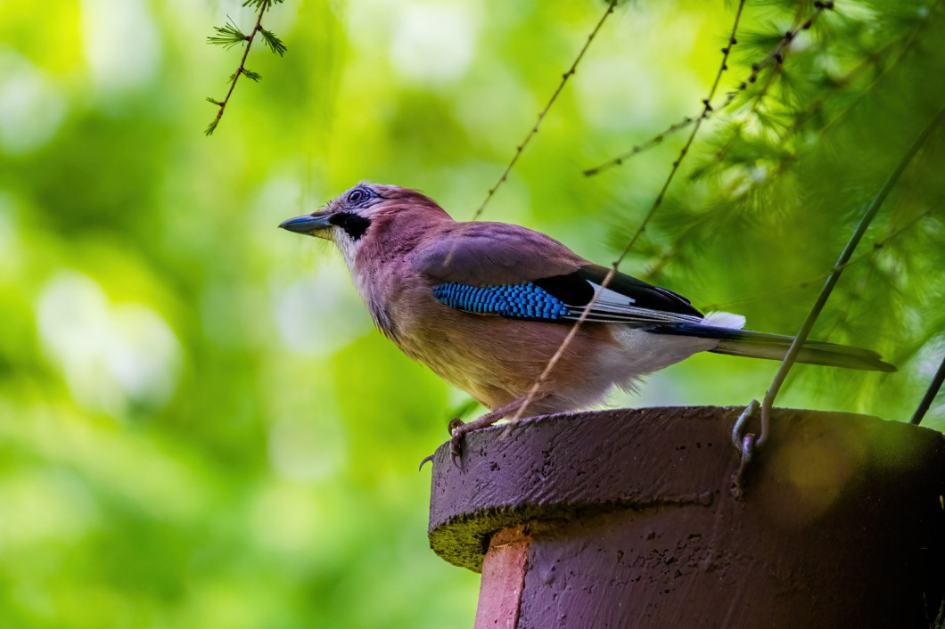 Close-up of Eurasian Jay, birds in wildlife