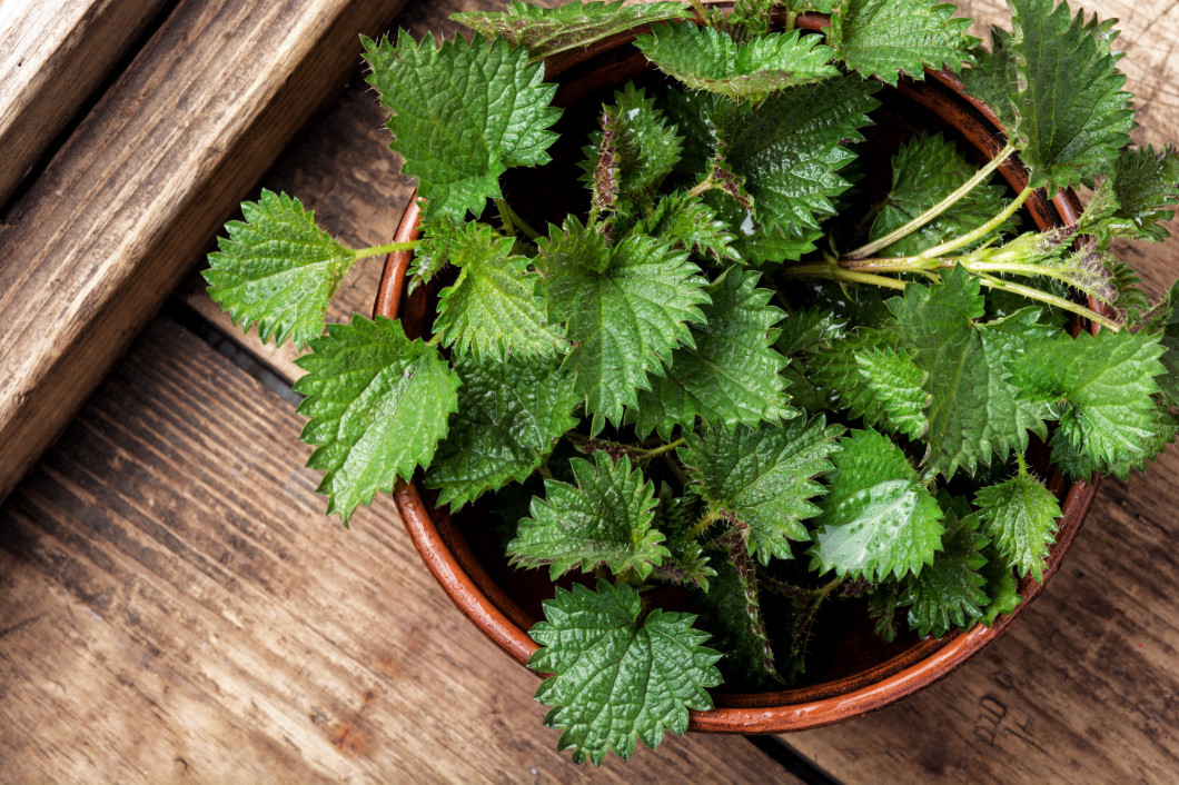 Bunch of common nettles