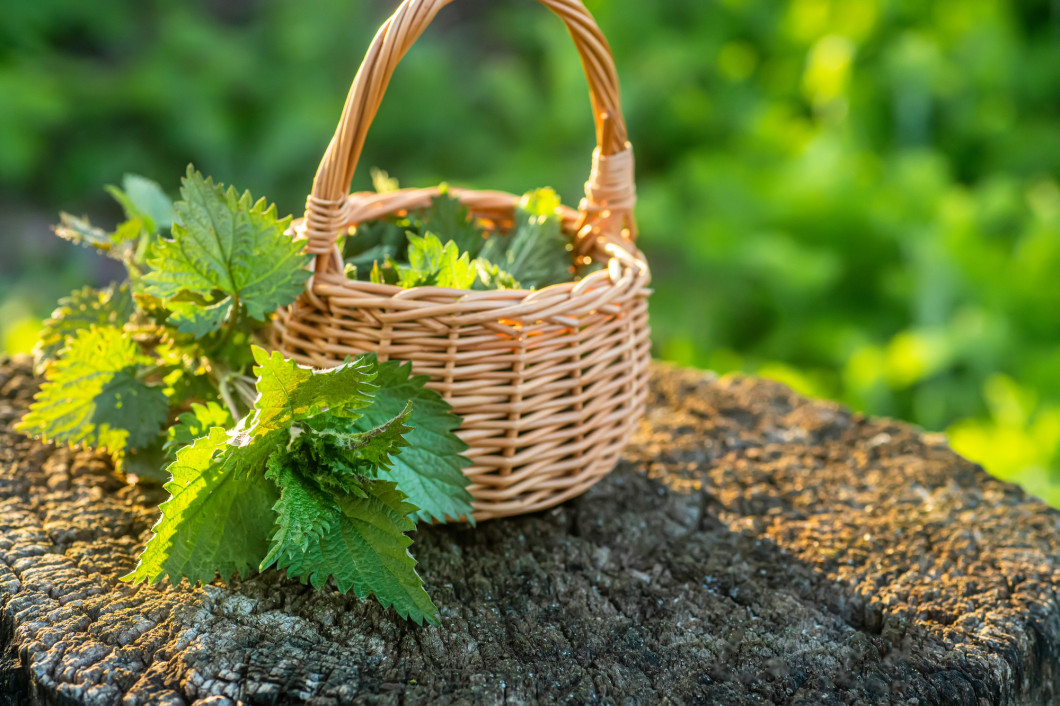 Fresh nettles. Basket with freshly harvested nettle plant. Urtica dioica, often called common nettle, stinging nettle, or nettle leaf. first spring vitamins. Ingredient of vitamin salad.