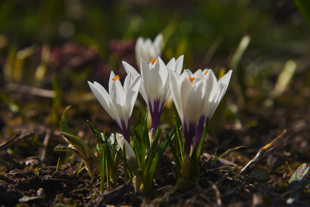 Delicate white crocuses on a flower bed. Floral background.