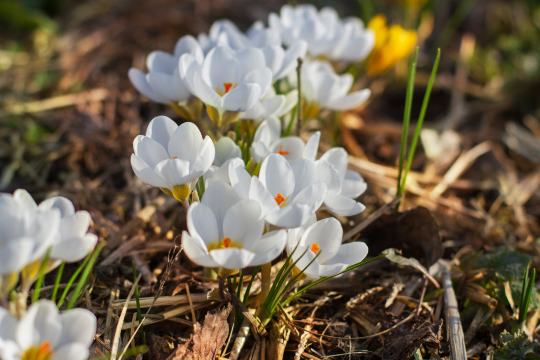 Crocus flowers in garden