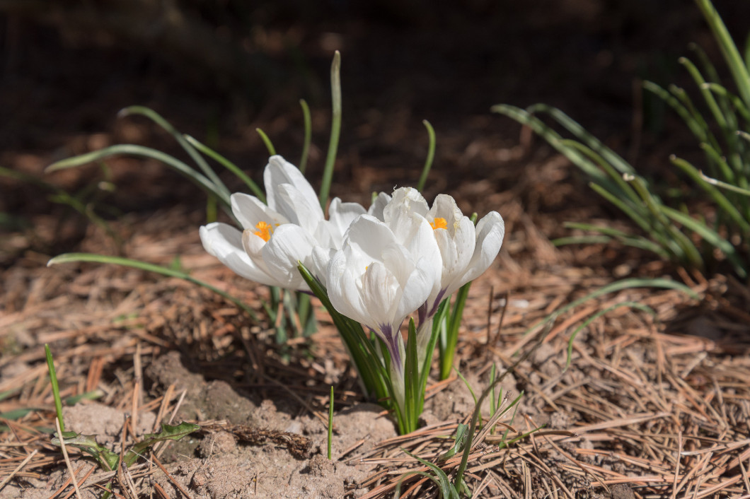 Crocuses in spring sunlight.