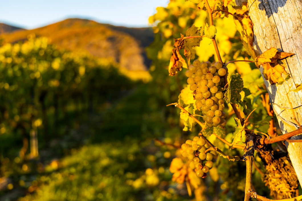 wine region Wachau at wine harvest time in Austria