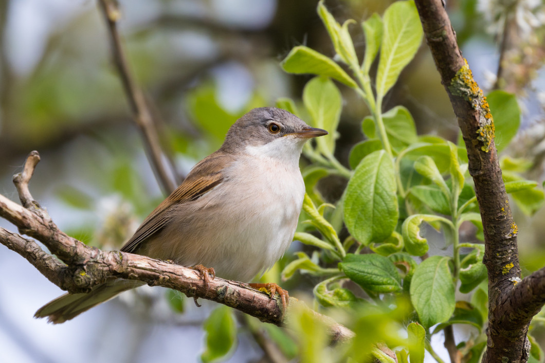 White throat sitting in a bush