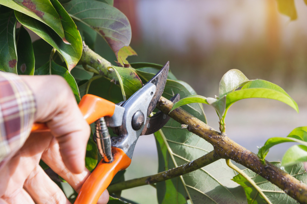 close up hand of person holding scissors cut the branches of tre