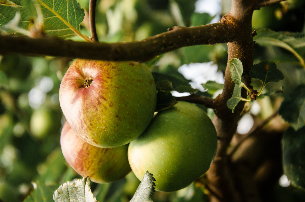 apple growing