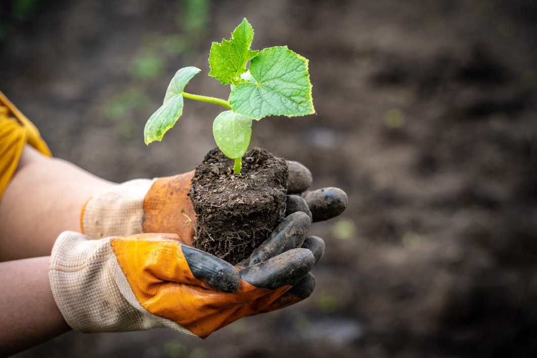 hands hold a cucumber seedling at spring