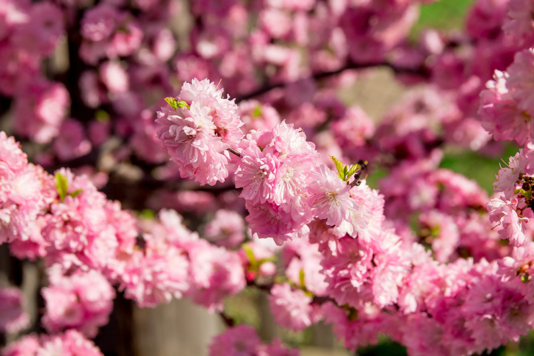 a pink sakura bloom close up texture