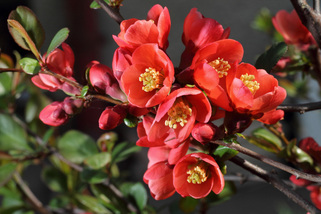 ornamental shrub - spring flowering