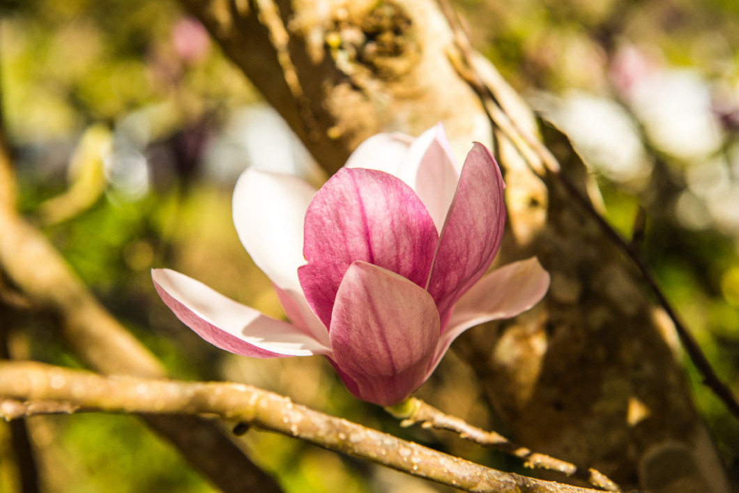 Beautiful magnolia flower on tree