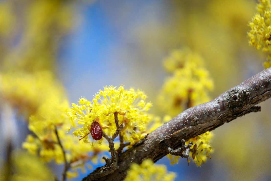 Scenery of Cornus officinalis flower festival in Gurye