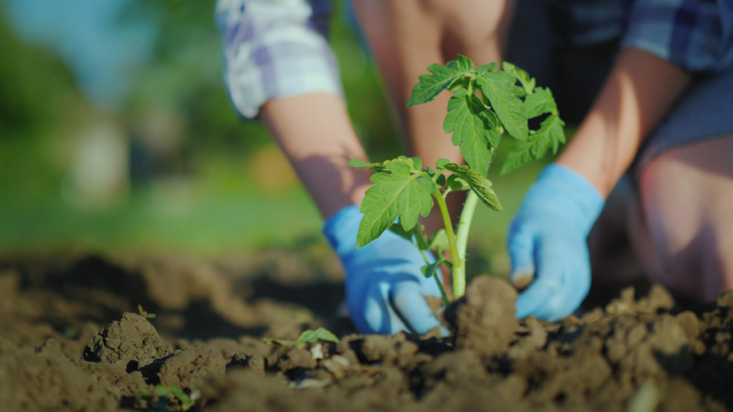 Plant a tomato seedlings in the ground. Hands gently press the ground around the young sprout