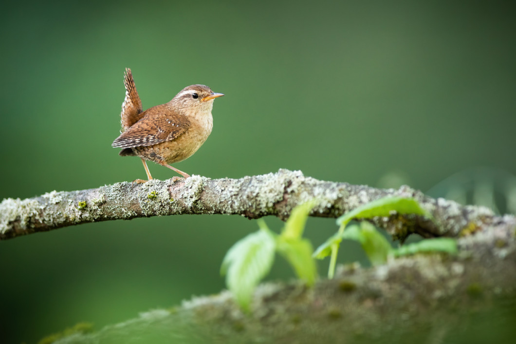 Eurasian wren walking on tree in summertime nature