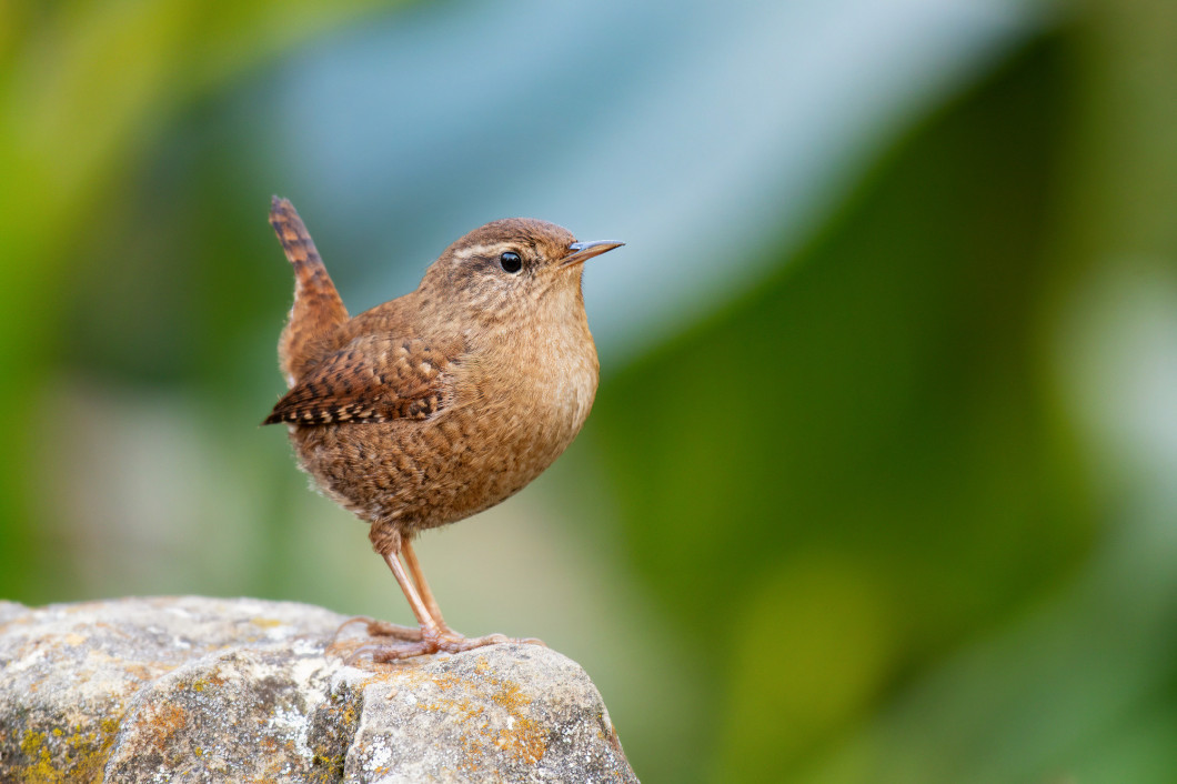 Eurasian Wren Troglodytes troglodytes. Wild bird in a natural habitat