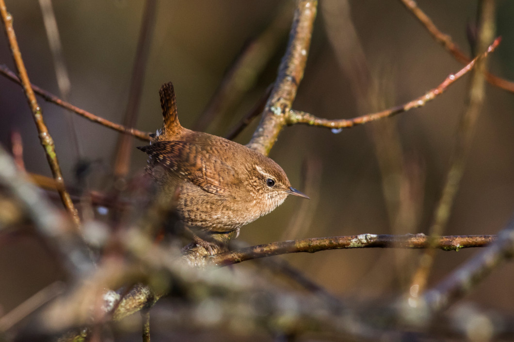 Wren (troglodytes troglodytes)