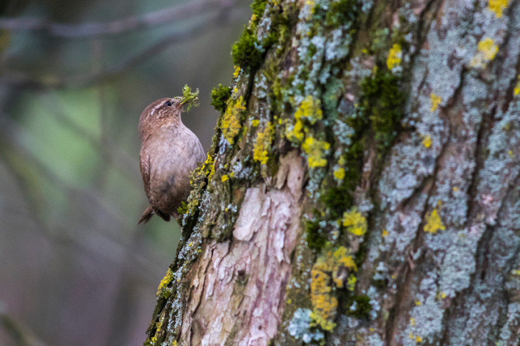 Wren (troglodytes troglodytes)