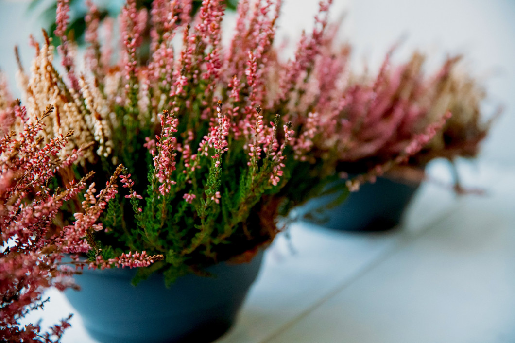 Calluna Plant With Pink Flower In Pot In Store Market