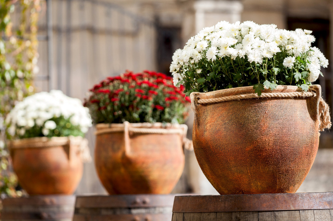 Large flower pots with white and burgundy chrysanthemums. Sale o