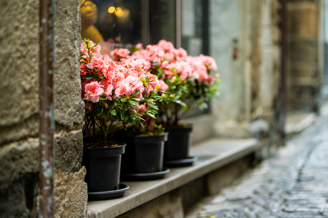 Azalea plants blossoming in large flower pots on medieval street