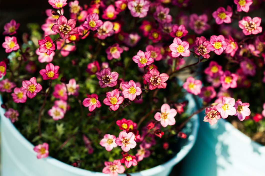 Saxifraga flowers