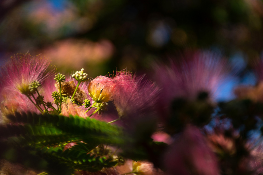 Albizia Lenkoran lat. Albizia julibrissin or silk acacia. A subtropical tree with delicate silk flowers.