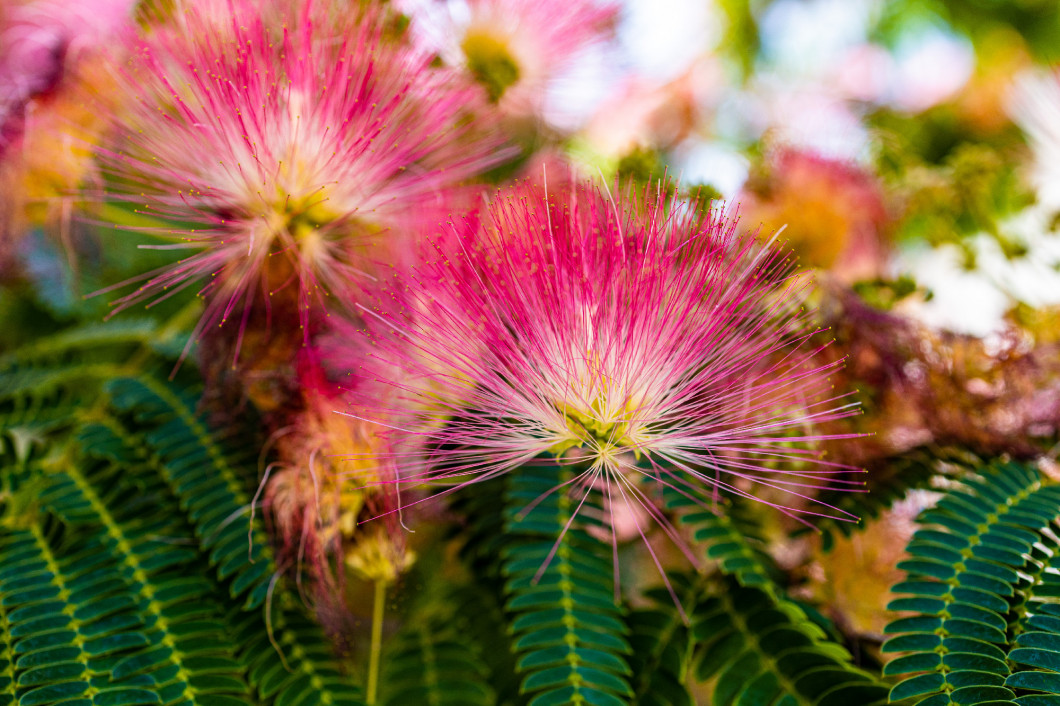  delicate Albizia Julibrissin tree on a warm sunny summer day in