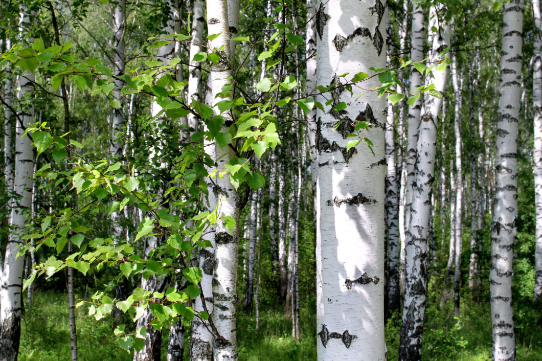 Birch trees in a summer forest