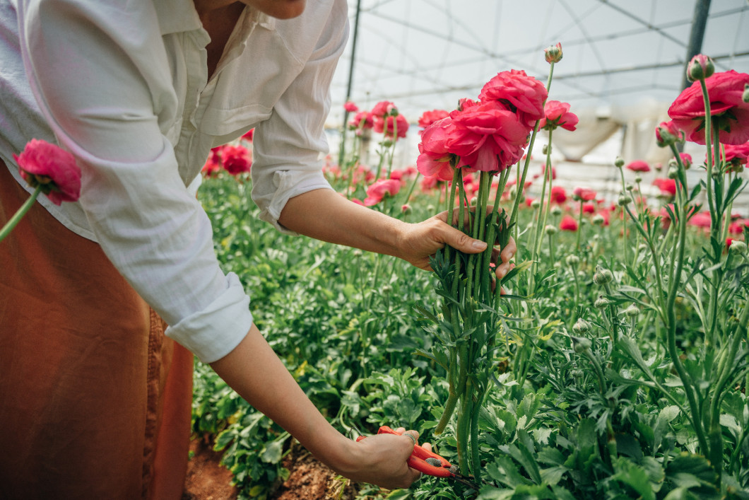 a young girl in a white shirt cuts pink Damascena roses in the garden 