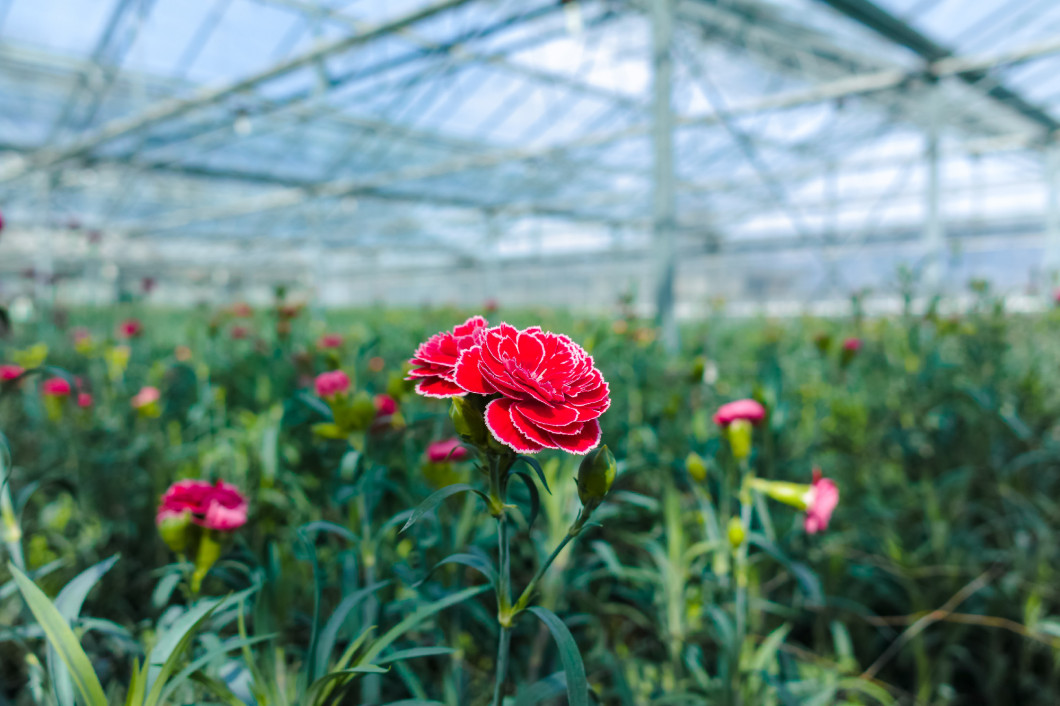 Сultivation of Dianthus caryophyllus, the carnation flowering 