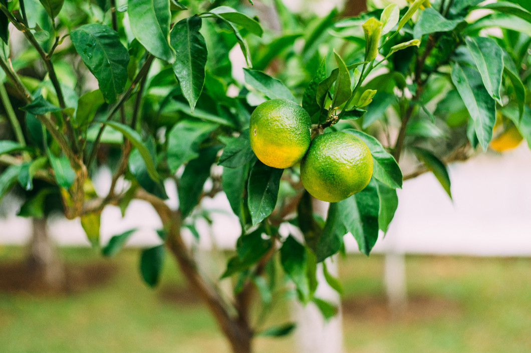 Close-up of yellow ripening tangerines on tree branches.