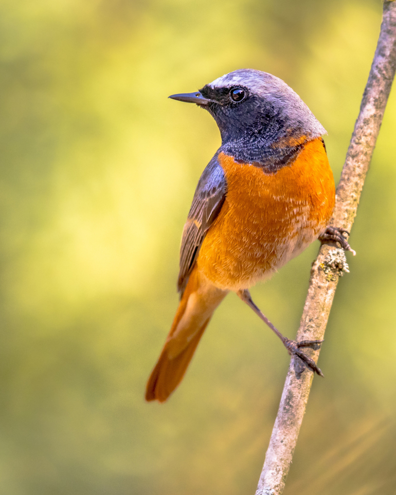 Common redstart perched on branch of tree