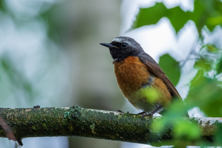 Common Redstart (Phoenicurus phoenicurus) on branch