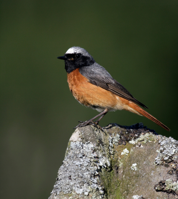 Magyarország madarai: a kerti rozsdafarkú