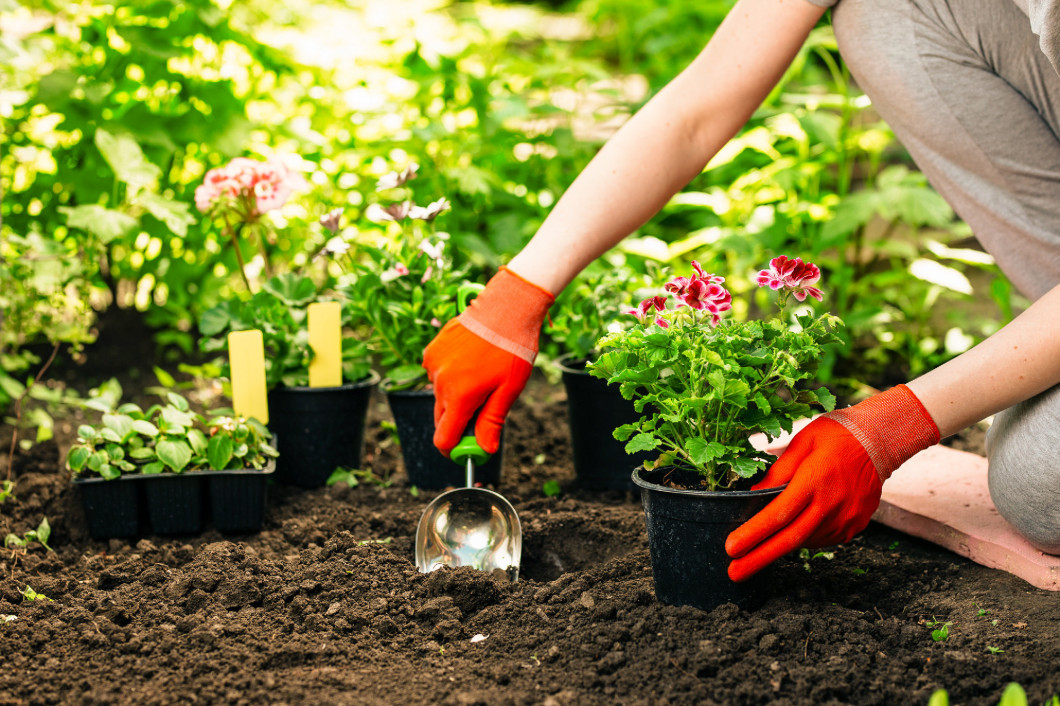Gardener woman planting flowers in the summer garden at morning