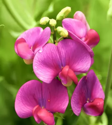 Miért fontos, hogy ismerjük és védjük növényeinket?