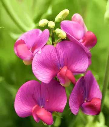 Miért fontos, hogy ismerjük és védjük növényeinket?