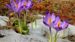 Miért fontos, hogy ismerjük és védjük növényeinket?