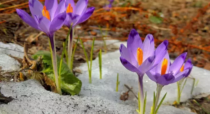 Miért fontos, hogy ismerjük és védjük növényeinket?