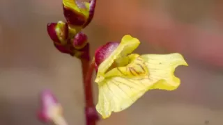 Mennyire ismered védett növényeinket?