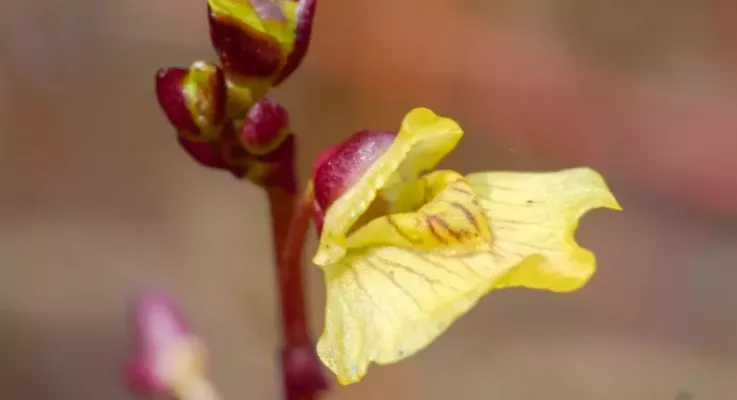 Mennyire ismered védett növényeinket? 