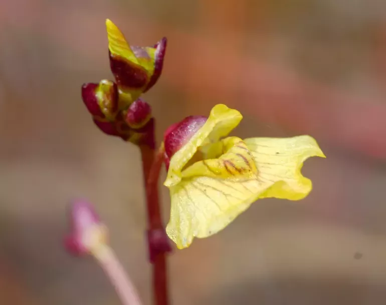Mennyire ismered védett növényeinket? 