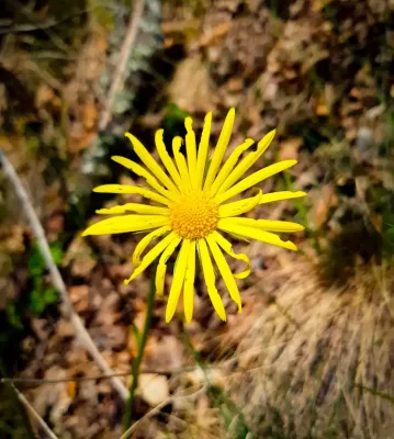Mennyire ismered védett növényeinket? 