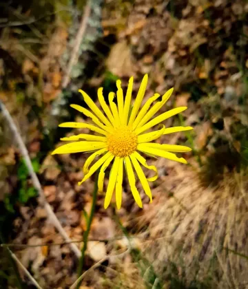 Mennyire ismered védett növényeinket?