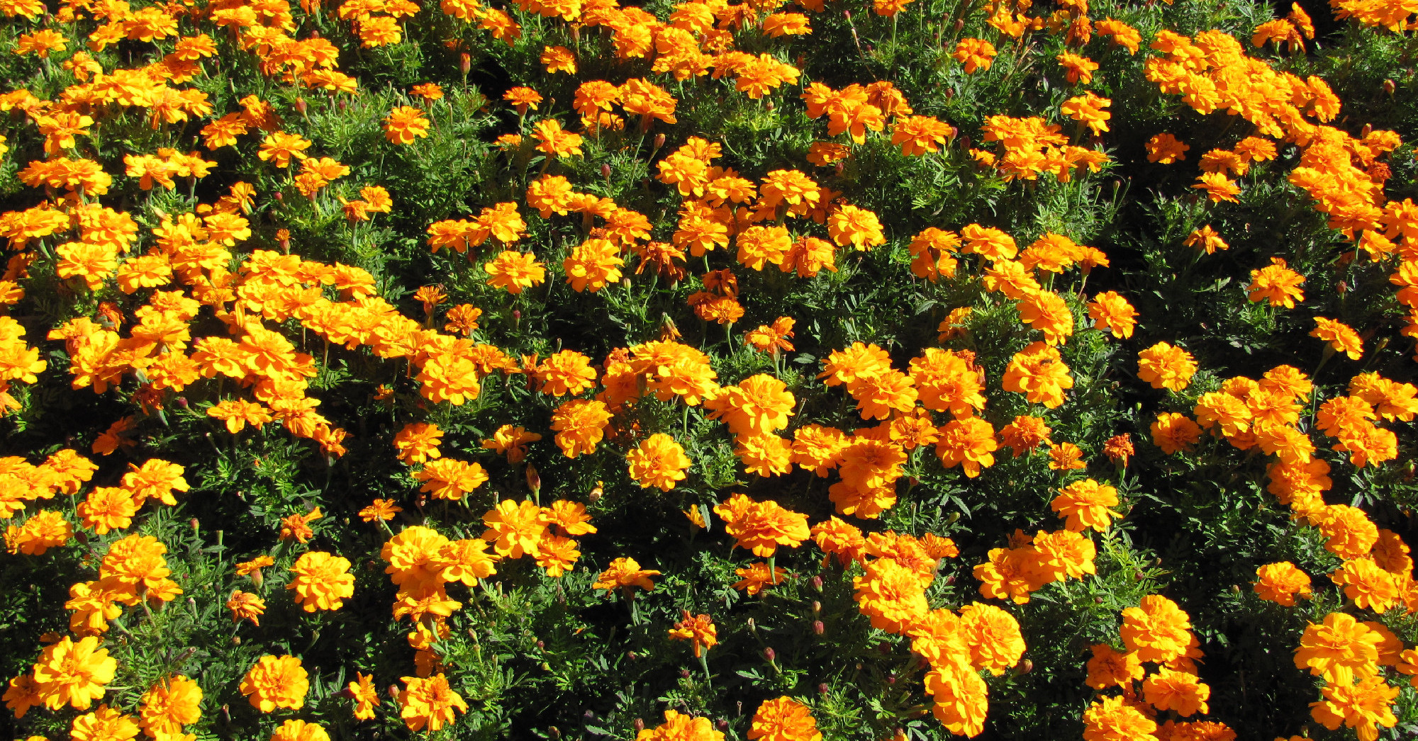 A levendula, a bársonyvirág, és a vadárvácska | egy.hu