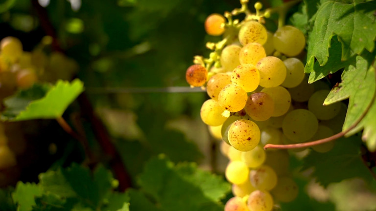 A szőlő útja a borig: a szüretről egypercben