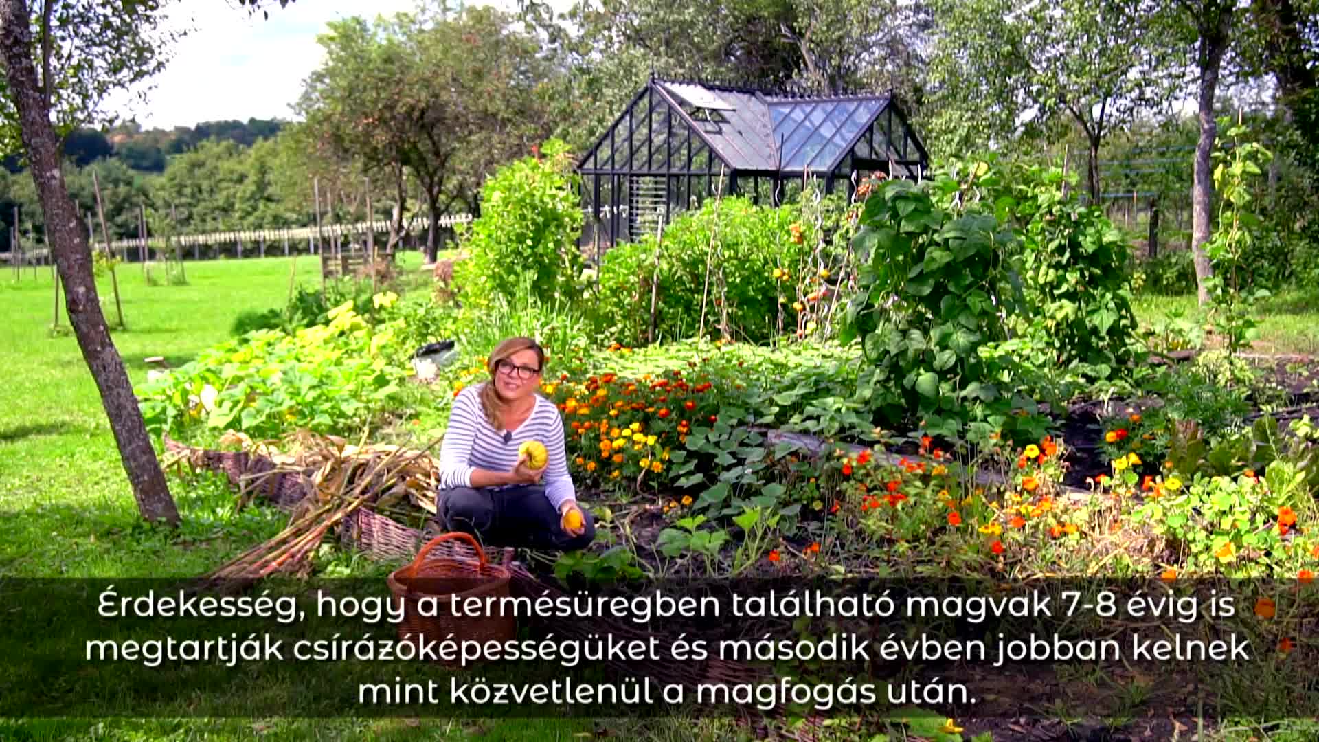 Mindent a tökfélékről