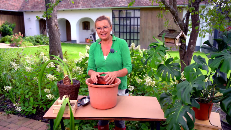 Gondoskodj a szobanövényekről!