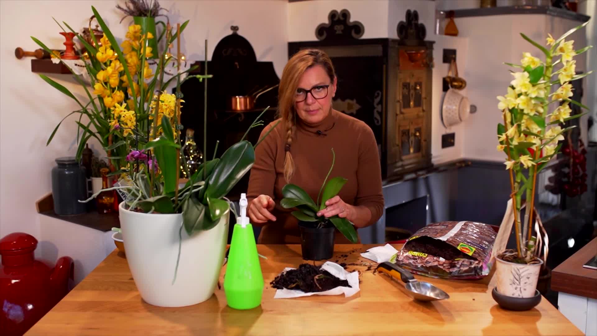 Így lesznek igazán szépek az orchideák