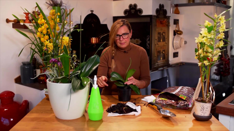 Így lesznek igazán szépek az orchideák