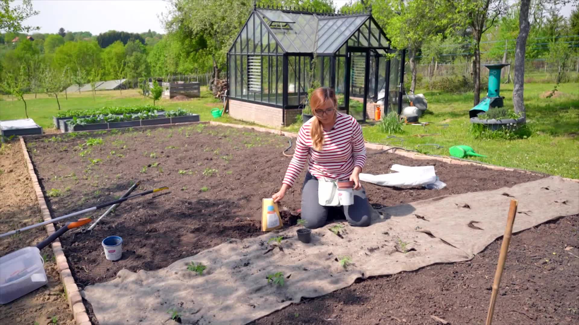 Így lesz bőséges a paradicsomtermés